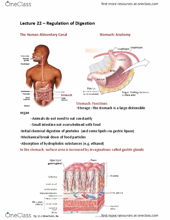 BIO 203 Lecture Notes - Lecture 22: Gastrointestinal Tract, Gastric Glands, Small Intestine thumbnail