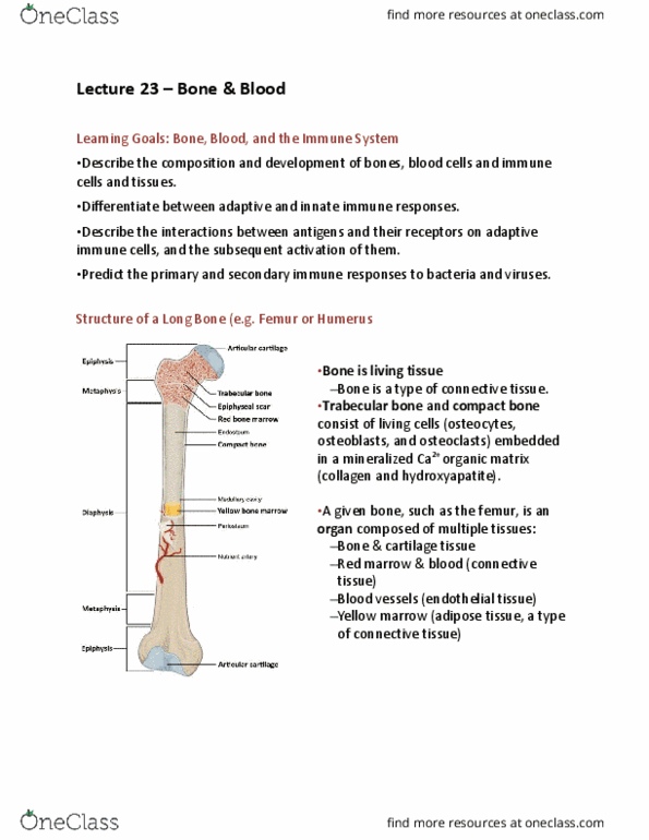 BIO 203 Lecture Notes - Lecture 23: Adipose Tissue, Bone Marrow, Hydroxylapatite thumbnail