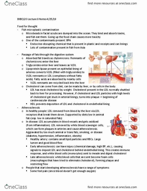 BIBC 120 Lecture Notes - Lecture 8: Ldl Receptor, Lipoprotein Lipase, Very Low-Density Lipoprotein thumbnail