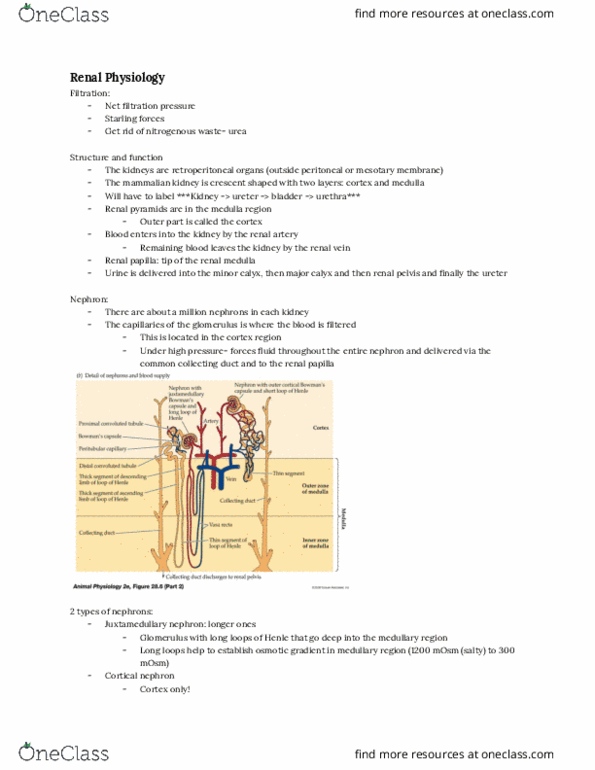 ANSC 3301 Lecture Notes - Lecture 5: Renal Papilla, Renal Pelvis, Renal Calyx thumbnail