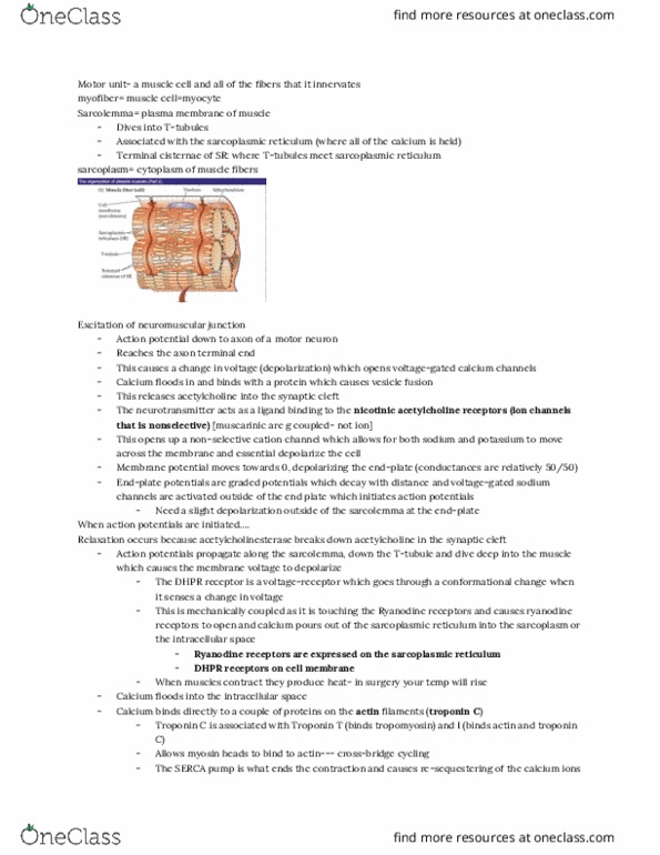 ANSC 3301 Lecture Notes - Lecture 17: Endoplasmic Reticulum, Muscarinic Acetylcholine Receptor, Troponin T thumbnail