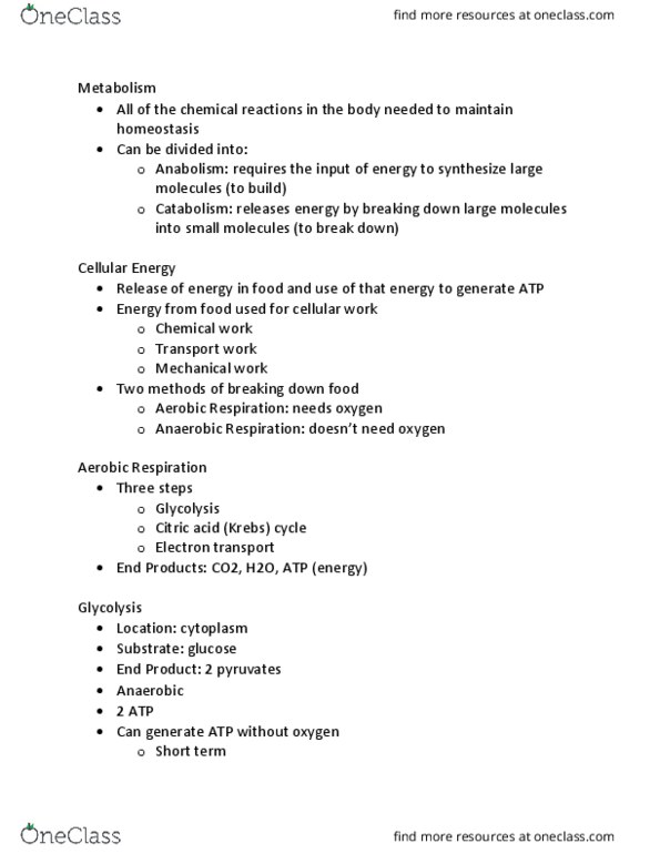 HHP 1300 Lecture Notes - Lecture 5: Citric Acid Cycle, Glycolysis, Anabolism thumbnail