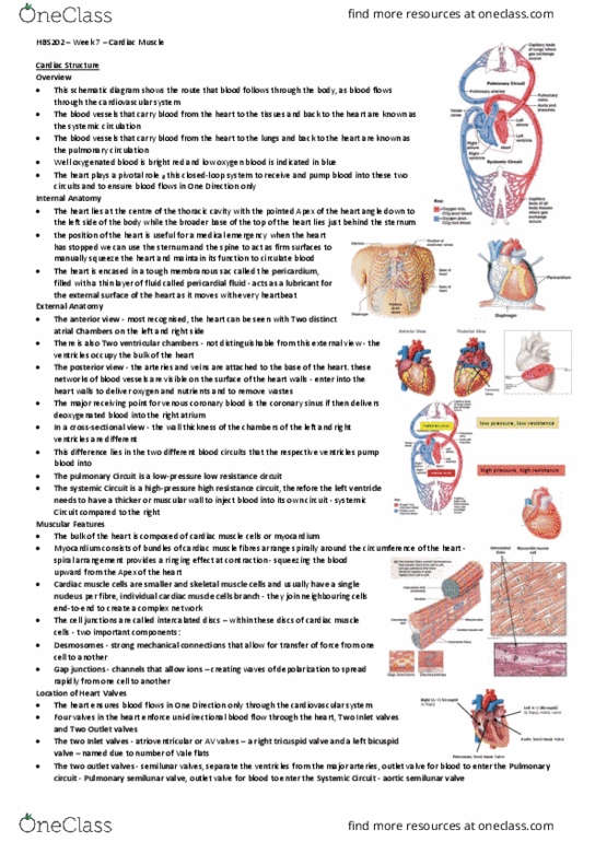 HBS202 Lecture Notes - Lecture 7: Pulmonary Circulation, Antiporter, Sinoatrial Node thumbnail