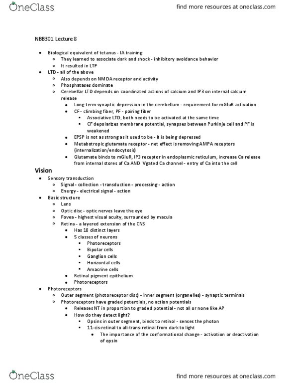 NBB 301 Lecture Notes - Lecture 8: Metabotropic Glutamate Receptor, Retinal Pigment Epithelium, Inositol Trisphosphate Receptor thumbnail