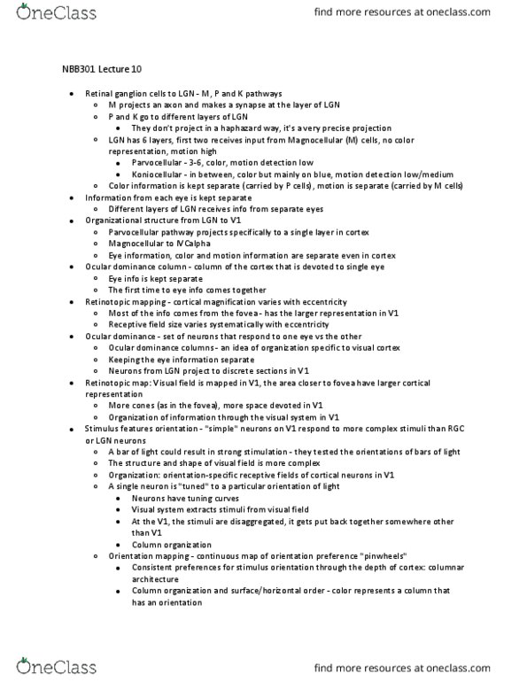 NBB 301 Lecture Notes - Lecture 10: Ocular Dominance Column, Ocular Dominance, Visual Cortex thumbnail