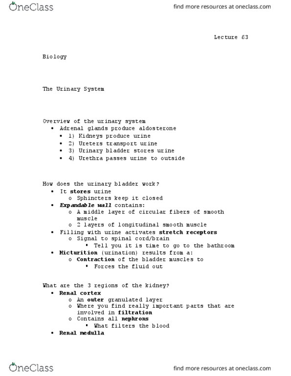 BIOL 110 Lecture Notes - Lecture 63: Urinary Bladder, Renal Medulla, Renal Cortex thumbnail