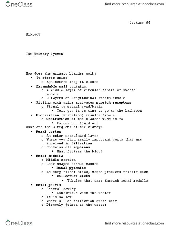 BIOL 110 Lecture Notes - Lecture 64: Renal Medulla, Renal Pelvis, Renal Pyramids thumbnail