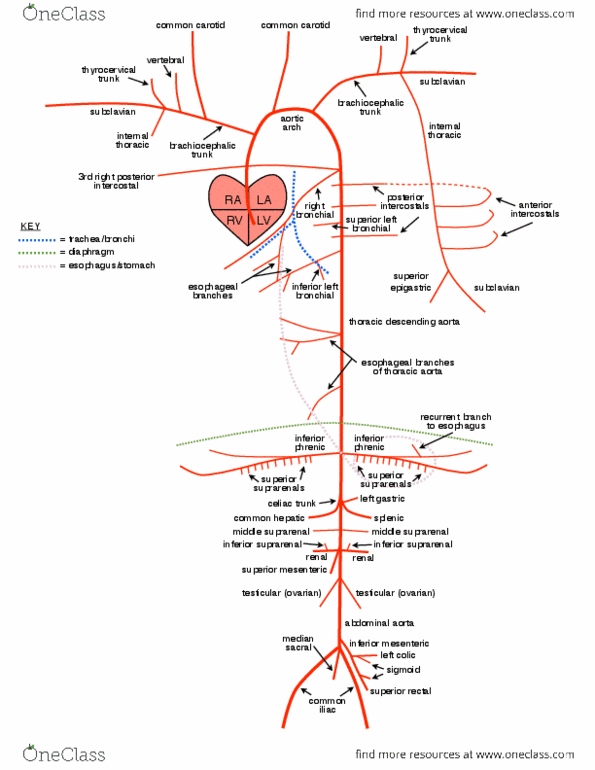 BIOL1300 Lecture Notes - Left Colic Artery, Celiac Artery, Common Iliac Artery thumbnail