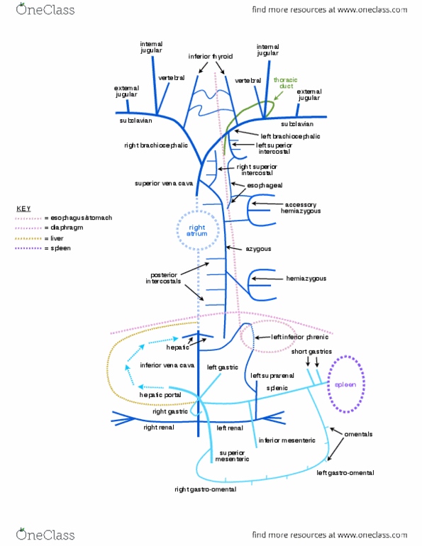 BIOL1300 Lecture Notes - Inferior Phrenic Arteries, Left Gastric Artery, Superior Vena Cava thumbnail