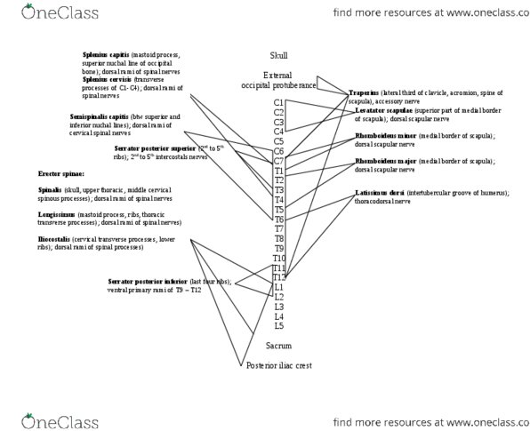 BIOL1300 Lecture Notes - Iliac Crest, Thoracodorsal Nerve, Bicipital Groove thumbnail