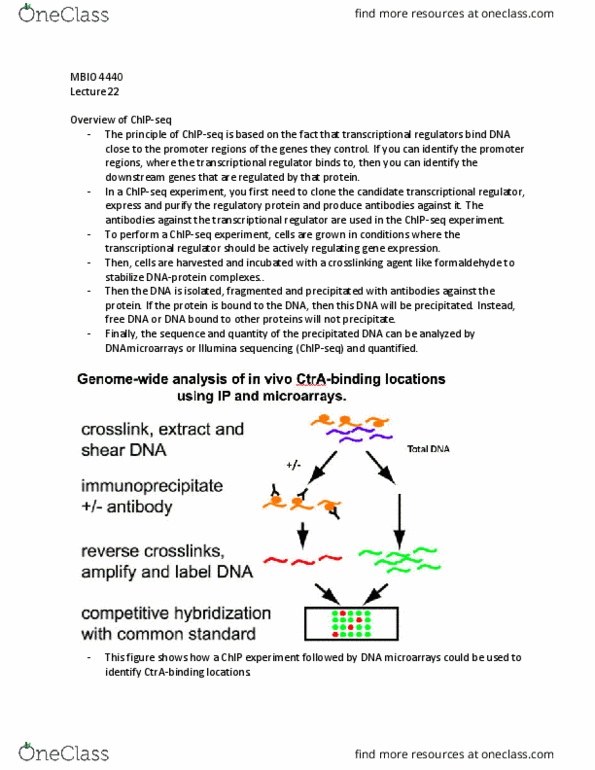 MBIO 4440 Lecture Notes - Lecture 22: Dna Microarray, Formaldehyde, Primase thumbnail