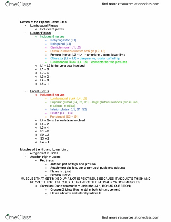 KP221 Lecture Notes - Lecture 15: Lumbosacral Trunk, Femoral Nerve, Obturator Nerve thumbnail