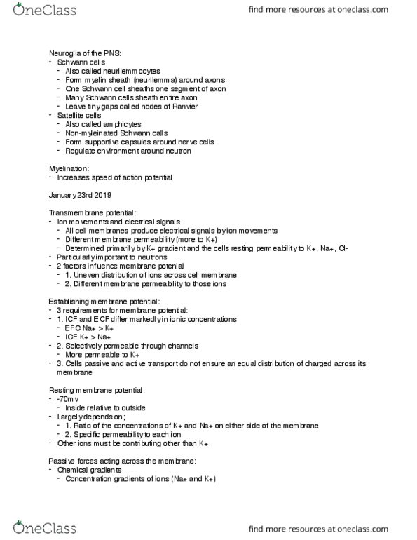 KP290 Lecture Notes - Lecture 13: Resting Potential, Myelin, Schwann Cell thumbnail