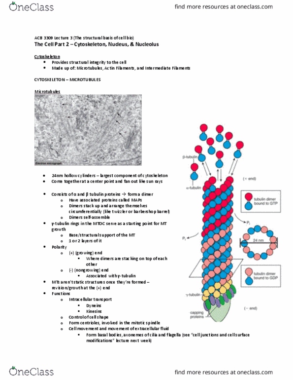 Anatomy and Cell Biology 3309 Lecture Notes - Spindle Apparatus, Tubulin, Extracellular Fluid thumbnail