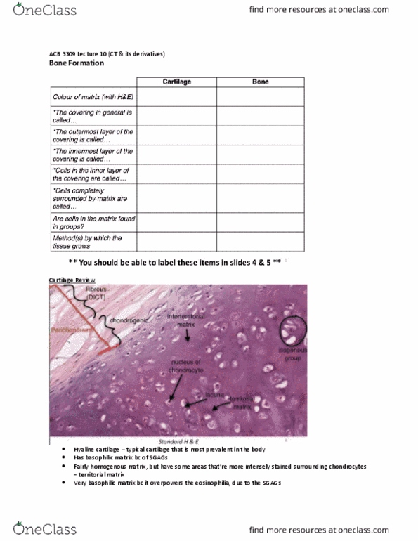 Anatomy and Cell Biology 3309 Lecture Notes - Eosinophilia, Chondrocyte, Dict thumbnail