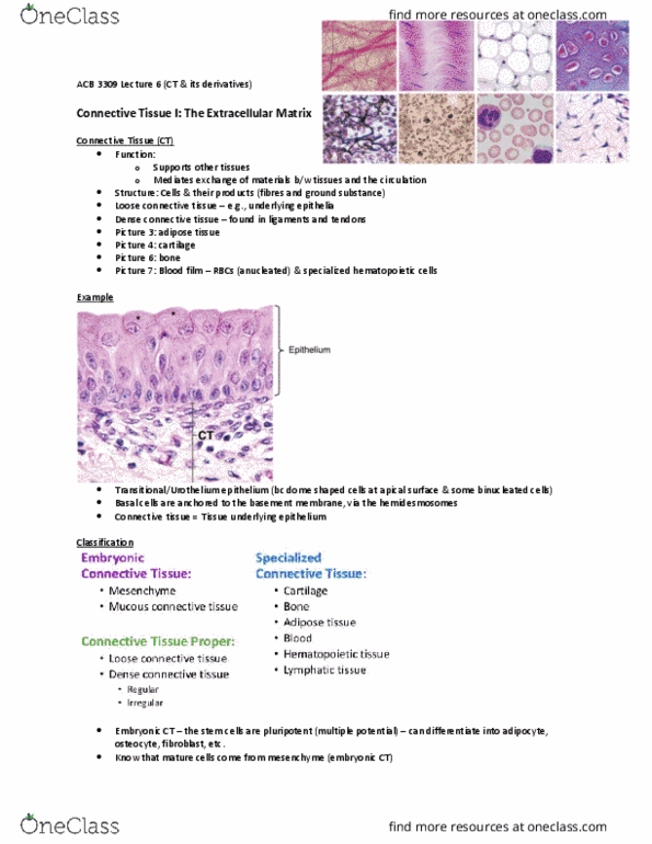 Anatomy and Cell Biology 3309 Lecture Notes - Loose Connective Tissue, Blood Film, Adipose Tissue thumbnail