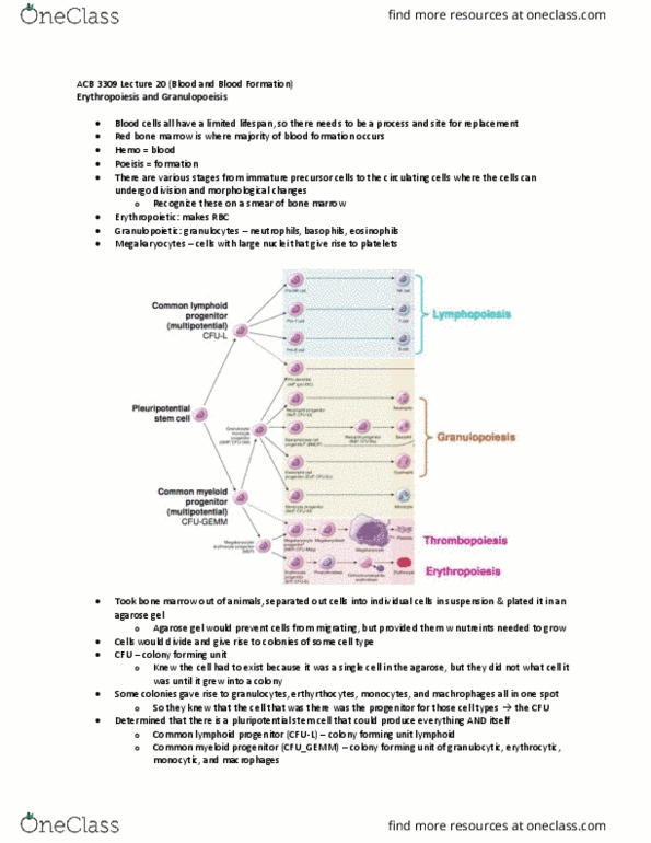 Anatomy and Cell Biology 3309 Lecture Notes - Cfu-Gemm, Agarose Gel Electrophoresis, Blood Film thumbnail