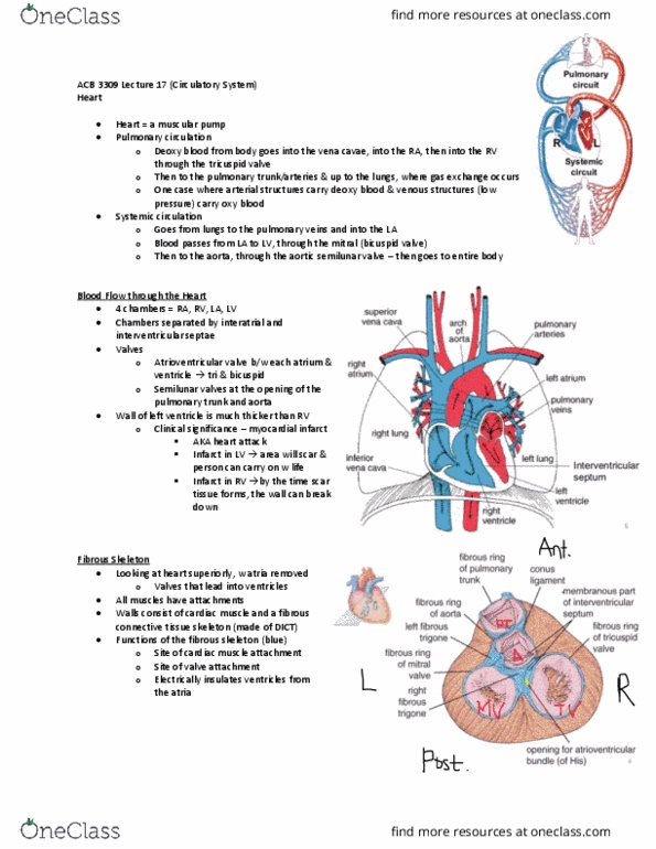 Anatomy and Cell Biology 3309 Lecture Notes - Myocardial Infarction, Tricuspid Valve, Pulmonary Vein thumbnail