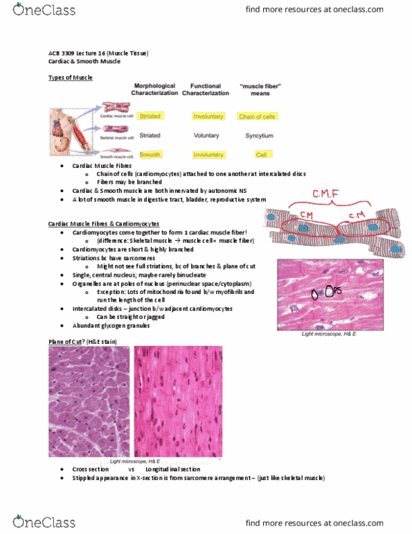 Anatomy and Cell Biology 3309 Lecture Notes - Intercalated Disc, Smooth Muscle Tissue, Cardiac Muscle Cell thumbnail