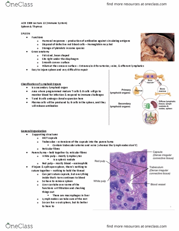 Anatomy and Cell Biology 3309 Lecture Notes - Splenic Artery, Red Pulp, White Pulp thumbnail