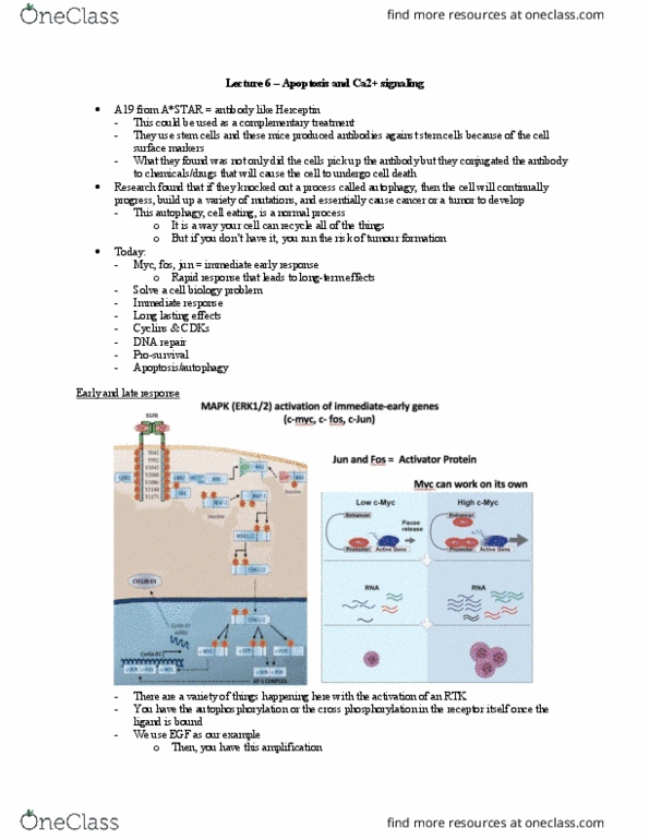 Biology 3316A/B Lecture Notes - Lecture 6: Trastuzumab, Autophagy, Apoptosis thumbnail
