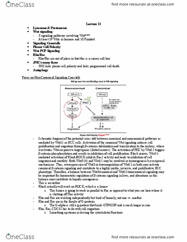 Biology 3316A/B Lecture Notes - Lecture 11: Rho-Associated Protein Kinase, Wnt3, Catenin thumbnail