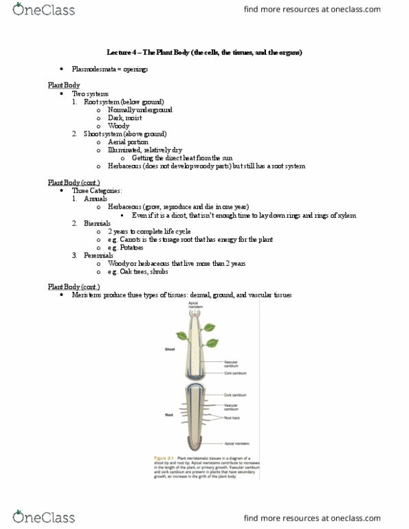 Biology 2217B Lecture Notes - Lecture 4: Woody Plant, Herbaceous Plant, Root System thumbnail