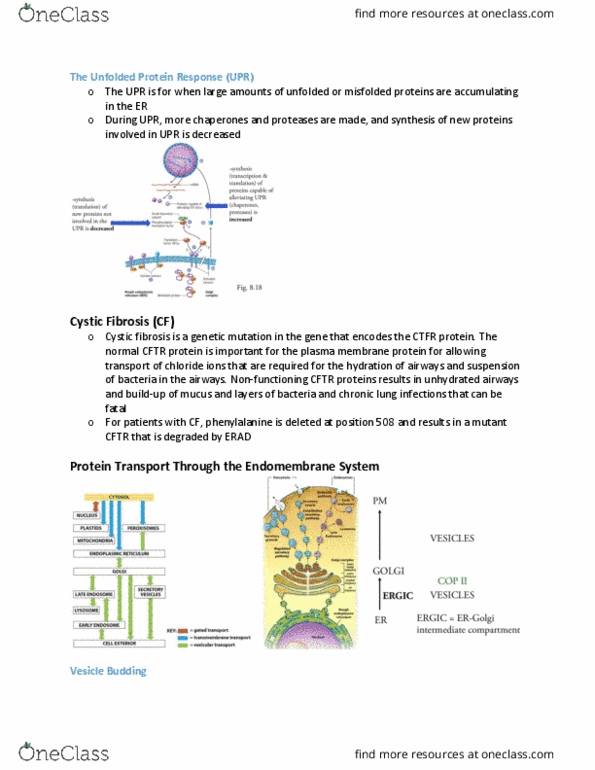 BIOB10H3 Lecture Notes - Lecture 4: Cystic Fibrosis, Membrane Protein, Phenylalanine thumbnail