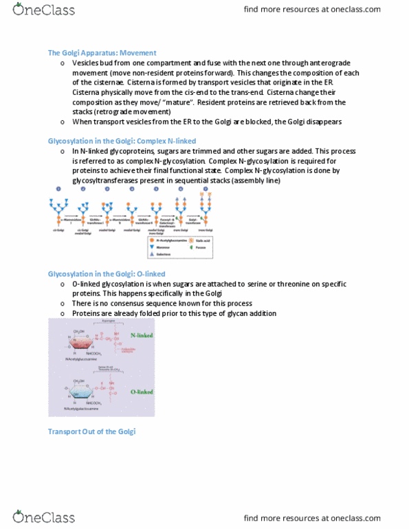 BIOB10H3 Lecture Notes - Lecture 5: Golgi Apparatus, Glycosylation, Glycan thumbnail