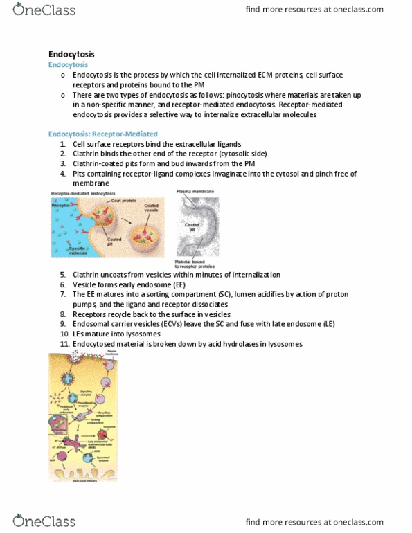 BIOB10H3 Lecture Notes - Lecture 5: Clathrin, Endosome, Endocytosis thumbnail