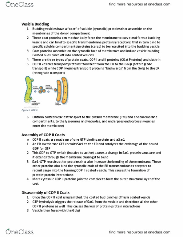 BIOB10H3 Lecture Notes - Lecture 5: Clathrin, Cell Membrane, Cytosol thumbnail