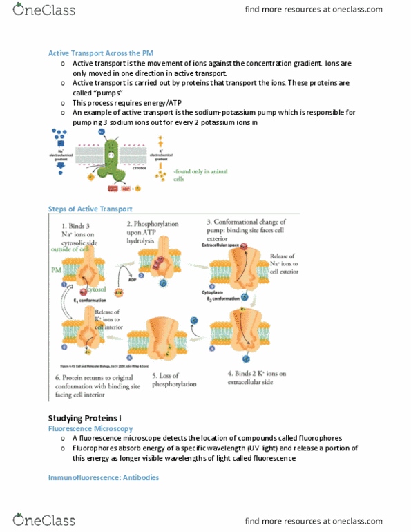 BIOB10H3 Lecture Notes - Lecture 6: Immunofluorescence, Active Transport, Antibody thumbnail