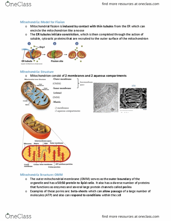 BIOB10H3 Lecture Notes - Lecture 7: Mitochondrial Fission, Mitochondrion, Organelle thumbnail