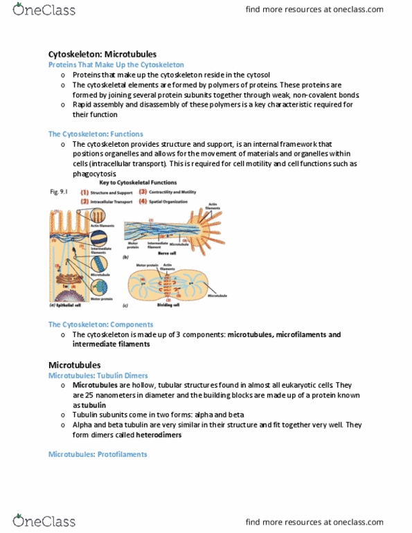 BIOB10H3 Lecture Notes - Lecture 9: Intermediate Filament, Tubulin, Cytoskeleton thumbnail