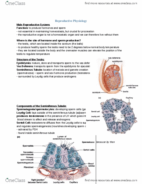 Physiology 1021 Lecture Notes - Zygote, Myometrium, Subcutaneous Tissue thumbnail