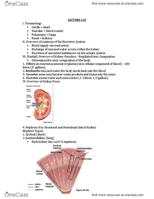 BIOLOGY 1A Lecture Notes - Lecture 33: Renal Artery, Nephron, Fluid Compartments thumbnail