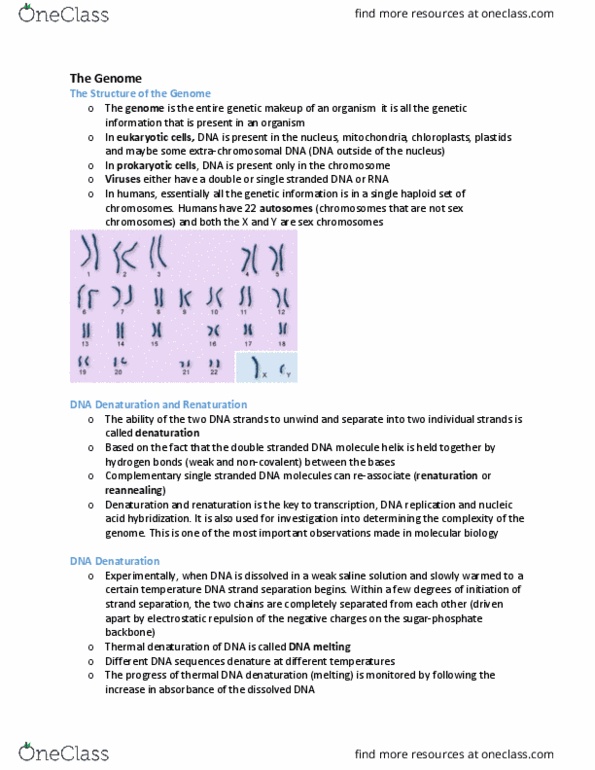 BIOB11H3 Lecture Notes - Lecture 2: Extrachromosomal Dna, Nucleic Acid Thermodynamics, Dna Replication thumbnail