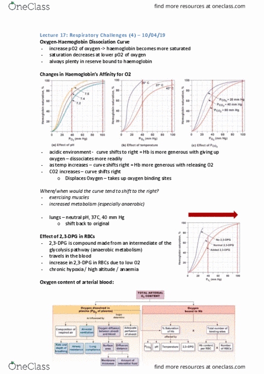 PHYS20008 Lecture Notes - Lecture 17: Hemoglobin, Anemia, Carotid Sinus thumbnail