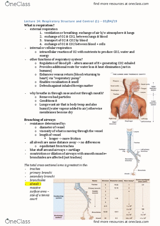 PHYS20008 Lecture Notes - Lecture 14: Bronchus, Cellular Respiration, Bronchiole thumbnail