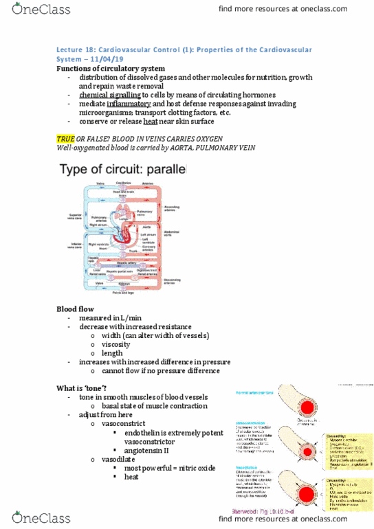 PHYS20008 Lecture Notes - Lecture 18: Angiotensin, Endothelin, Blood Vessel thumbnail