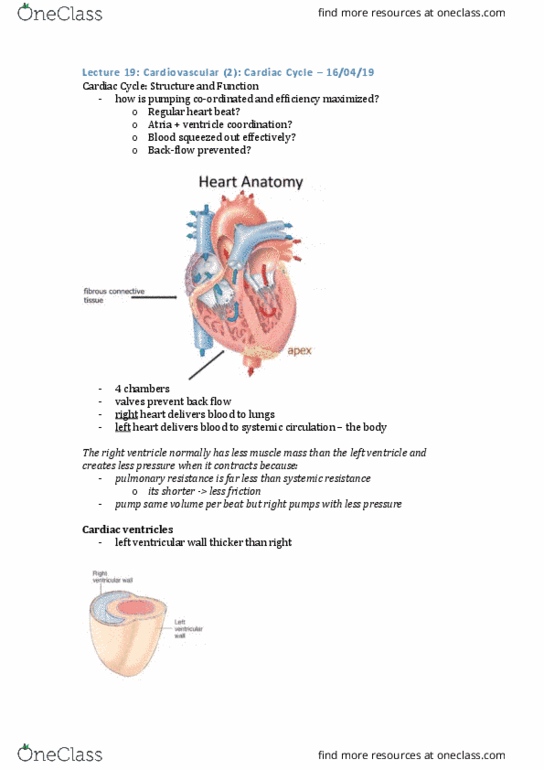 PHYS20008 Lecture Notes - Lecture 19: Pulmonary Valve, Heart, Circulatory System thumbnail