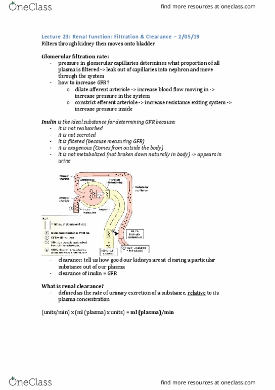 PHYS20008 Lecture Notes - Lecture 23: Efferent Arteriole, Afferent Arterioles, Inulin thumbnail