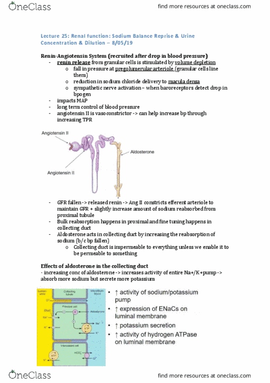 PHYS20008 Lecture Notes - Lecture 25: Macula Densa, Efferent Arteriole, Angiotensin thumbnail