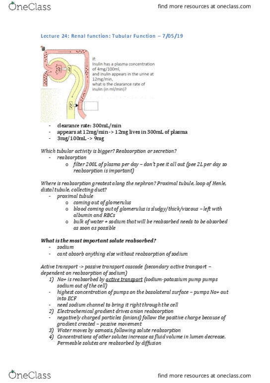 PHYS20008 Lecture Notes - Lecture 24: Distal Convoluted Tubule, Proximal Tubule, Electrochemical Gradient thumbnail