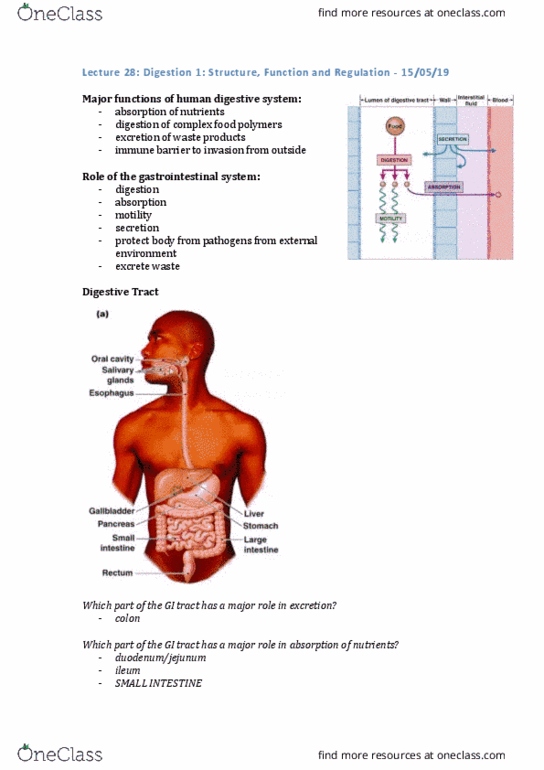 PHYS20008 Lecture Notes - Lecture 28: Gastrointestinal Physiology, Ileum, Motility thumbnail