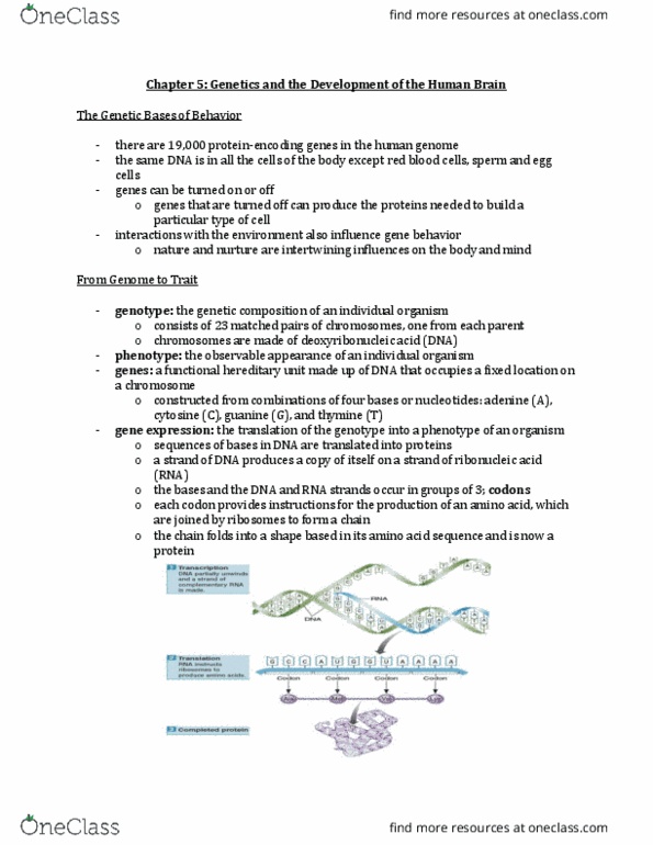 PSYB64H3 Chapter Notes - Chapter 5 : Cytosine, Guanine, Thymine thumbnail