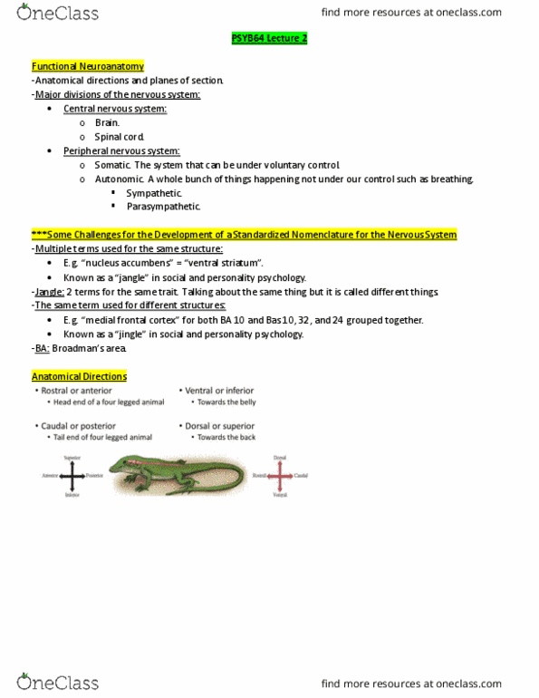 PSYB64H3 Lecture Notes - Lecture 2: Striatum, Parasympathetic Nervous System, Sympathetic Nervous System thumbnail