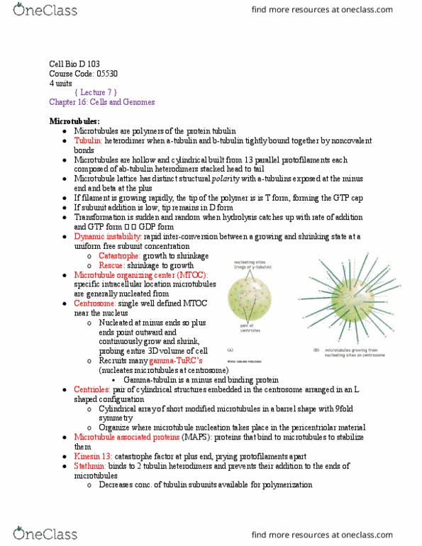 BIO SCI D103 Lecture Notes - Lecture 7: Microtubule Nucleation, Pericentriolar Material, Tubulin thumbnail