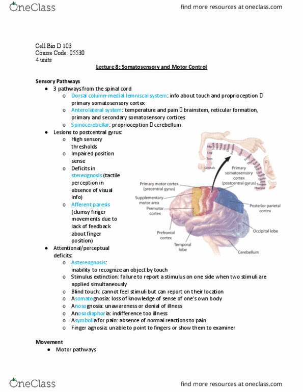 BIO SCI N173 Lecture Notes - Lecture 8: Postcentral Gyrus, Primary Motor Cortex, Somatosensory System thumbnail