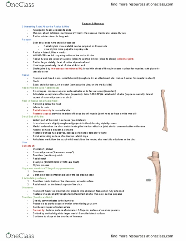 MEDRADSC 2D03 Lecture Notes - Lecture 12: Trochlear Notch, Ulnar Notch Of The Radius, Radial Notch thumbnail
